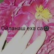 Радима Хаджимурадова Дала Декъал Йойла Хьо Йинчу Денца К1Орни 2018