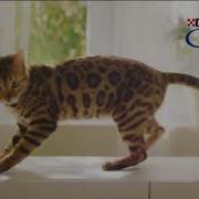Реклама Purina Cat Chow Пурина Кэт Чау