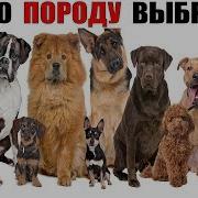 Самая Лучшая В Мире Собака