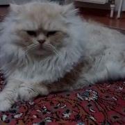 Legous Lion Cat Aslan Yeleli Kedi Lego