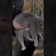 Топить Котят