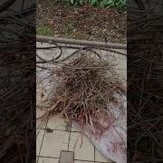 Доброе Утро Страна Субботник