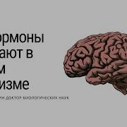 Гормоны И Химия Мозга