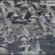Владимир Асимов Вот И Осень