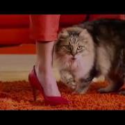 Meow Mix Song 1 Hours