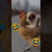Собака И Курица