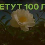 Как Жить 100 Лет