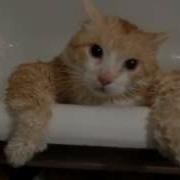 Кот Пытается Вылезти Из Ванной