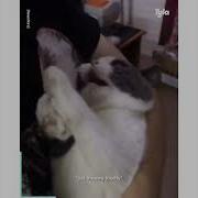 Choco The Cat Crying