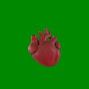 Human Heart Animation Green Screen