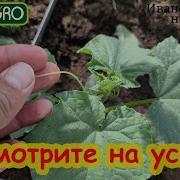Качает Листвой Деревья В Саду