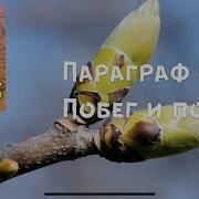 Параграф 41 Побег И Почки