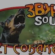 Лай Собаки Звук