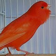 Canario Vermelho Cantando Muito