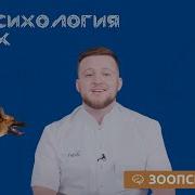 Зоопсихология Собак