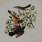Bird S Eye View Steven Beddall