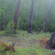 Крик Самца Косули Во Время Гона