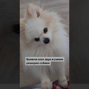 Собака Скулит Мем