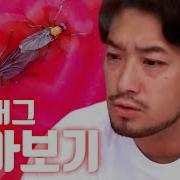 러브 버그