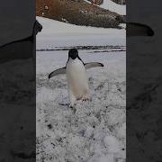 Penguins Say Как Говорят Пингвины