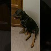 О Собаках Цитаты