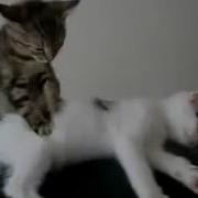 Скачать Видео Бесплатно Смешные Кошки