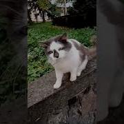 А Если Будешь Дратся