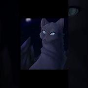 Коты Воители Как Строчки Из Песен