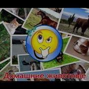 Карточки Домана Часть 1 Домашние Животные