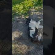 Котик Боится Щекотки