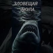 Аудиокниги Про Акул
