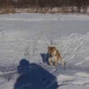 Целую Братанчик