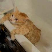 Кот Толстопуз 3