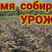 Здравствуй Здравствуй Оень Золотая Осень Время Сбора Урожая