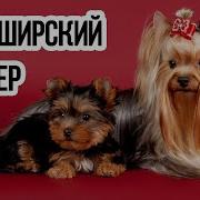 Йоркширский Терьер