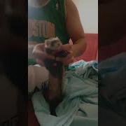 Танцующий Хорек Dancing Ferret Miyagi I Got Love