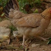 Кудахтанье Курицы Песня