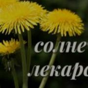 Момоқаймоқ Нинг Шифобахш Хусусиятлари Momoqaymoq Ning Shifobahsh Xususiyatlari