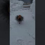 Аня Мартини Принесли