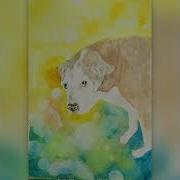 Anjing Bokeh