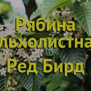 Морозов Рябины Грозди Спелые