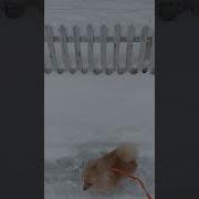 Первый Выход На Снег Дмитрий Рай