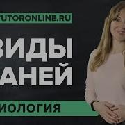 Особености Строения И Функции Растительных Тканей