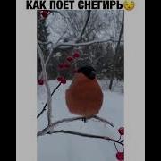 Пение Снегиря Зимой