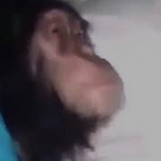 Шумкар Ха Ха