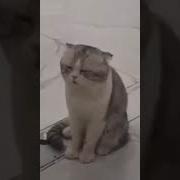Cat Series When You Have Monday Blue