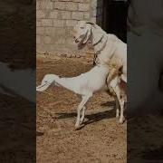 رجل ينيك الماعز