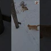 Ты Утром Проснись И Посмотри
