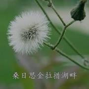 电子琴 爱在思金拉措