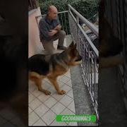 Встреча С Хозяином После Долгой Разлуки